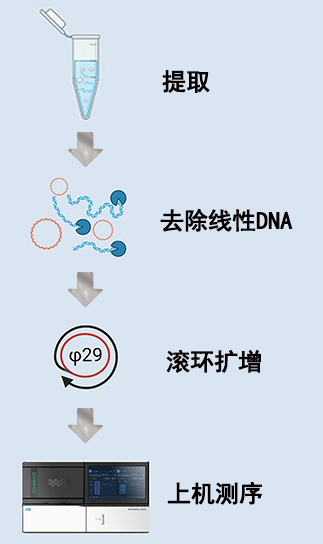 eccDNA文库构建
